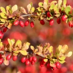 10 keřů, které byste nikdy neměli vysazovat na zahradě 10-keru-ktere-byste-nikdy-nemeli-vysazovat-na-zahrade.webp.webp