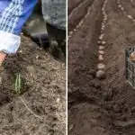 Bojte se chladu a dosáhněte rekordních výnosů: jaké odrůdy brambor