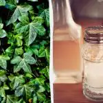 Břečťan nepřežije: 2 kuchyňské léky za pár drobných, které fungují během několika dní Břečťan nepřežije: 2 kuchyňské léky za pár drobných, které fungují