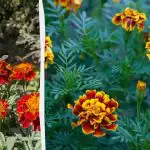 Bujně kvetou v květnu: kdy vysévat aksamitníky na sazenice a