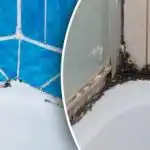 Černá plíseň v koupelně zmizí ve třech jednoduchých krocích: jaké