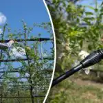 Choroby a škůdci nemají šanci - kdy a jak ošetřit