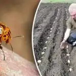 Chrobák bramborový se nepřiblíží: co sázet vedle brambor?