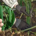 Cibule rozhodně nepůjde do šipek: jakým domácím roztokem by měla být ošetřena Cibule rozhodně nepůjde do šipek: jakým domácím roztokem by měla