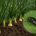 Cibulová muška se nepřiblíží ani na metr od výsadby: čím