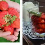 Co se stane s tělem, když budete jíst jahody každý