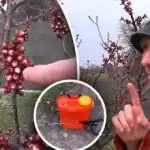 Důležité je nepropásnout okamžik: kdy ošetřit kamenné stromy proti monilióze