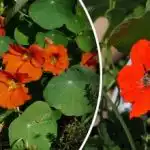 Hlavní nepřítel slimáků: květina pro zahradu bez škůdců