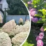 Hortenzie budou bohatě kvést celé léto: co je třeba udělat