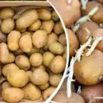 Jak naklíčit brambory pro výsadbu: co je lepší - světlo