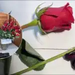 Jak "oživit" růže za čtyři hodiny: trik, který znají jen