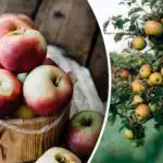 Jak zachránit úrodu jablek: stačí jedna past a všechny plody
