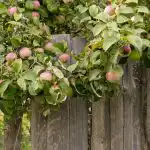 Jak zvýšit sklizeň jablek: zahradníci pojmenovali 8 rostlin, které by