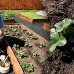 Jen jedno zalití: jak ochránit jahody před škůdci a hnilobou