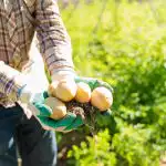 Kam zasadit brambory na zeleninové zahradě: budou plodit i bez