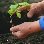 Kdy a co sázet na zeleninové zahradě: lidová znamení o počasí a úrodě Kdy a co sázet na zeleninové zahradě: lidová znamení o