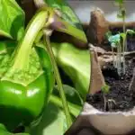 Klíčky vyklíčí za 24 hodin: snadný způsob, jak vypěstovat silné