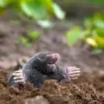 Krtci z místa navždy utečou: jaké jednoduché řešení by se