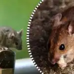 Krysy a myši nadobro pryč ze zahrady: Jaké přírodní prostředky