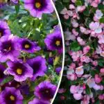 Kvetení až do zámrazu: 5 balkonových rostlin pro váš balkon