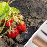 Lidé se při péči o jahody dopouštějí těchto chyb neustále: