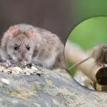 Magnet pro všechny hlodavce: co na jaře na zahradu nedávat