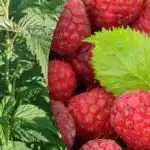 Maliny dají dvakrát tolik: co je důležité udělat, když kvetou