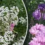 Minimum námahy - maximum barev: které květiny lze vysévat přímo