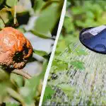 Monilióza nás trápila, dokud jsme nevyzkoušeli tuto metodu: 2 litry