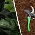 Monstera může být "zabita" vlastní vahou: jak ji správně řezat