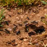 Mravenci by chodili po pozemku, dokud by nerozptýlili tento lék: