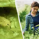 Mšice se nepřiblíží: nejlevnější a nejúčinnější lidový prostředek proti škůdcům