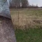 naše krajanka ukazuje, jak se navždy zbavit pšeničné trávy: není