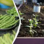 Nejlepší "sousedé" pro fazole: 11 druhů zeleniny, které lze vysadit