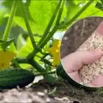 Okurky budou klíčit jako na kvasnicích: při výsadbě do jamky