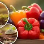 Papriky budou dobře růst: odborník řekl o 3 jednoduchých krocích