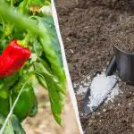 Papriky zakoření za méně než týden: Jaké hnojivo přidat do