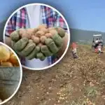 Péče je dostupná, ale brambory jsou malé: odborník radí, jak siti změnit Péče je dostupná, ale brambory jsou malé: odborník radí, jak