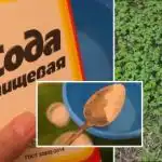 Plevel zmizí navždy: jednoduché kuchyňské řešení, které funguje lépe než