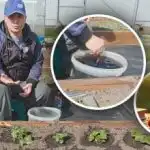 Pod každým keřem na jaře: čím krmit jahody pro sladké