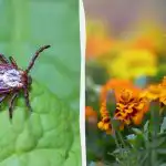 Pokud vysadíte tyto květiny, klíšťata z vaší zahrady uniknou.