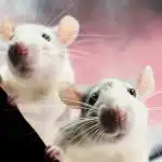 Potkani se bojí jednoho výrobku: snadný způsob, jak "vyprosit" hlodavce