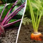 Pouze 6 dubnových dnů je vhodných pro výsadbu mrkve a