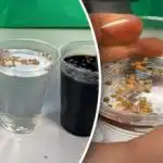 Příprava semen před setím: co byste měli vědět