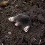 Přiveďte ji k varu a nalijte na mohylu: krtci z