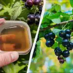 První hnojivo musí být použito na rybíz před Velikonocemi: později už nebude fungovat. První hnojivo musí být použito na rybíz před Velikonocemi: později