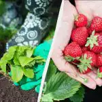 První ošetření jahod v dubnu je nejdůležitější: závisí na něm