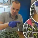 První zalévání rajčat po přesazení: co přidat do vody pro