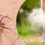 Roztoči je nesnášejí: jaké rostliny vysadit v dubnu na ochranu proti nim? Roztoči je nesnášejí: jaké rostliny vysadit v dubnu na ochranu