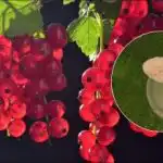 Rybíz bude velký jako třešně: co dát v dubnu a